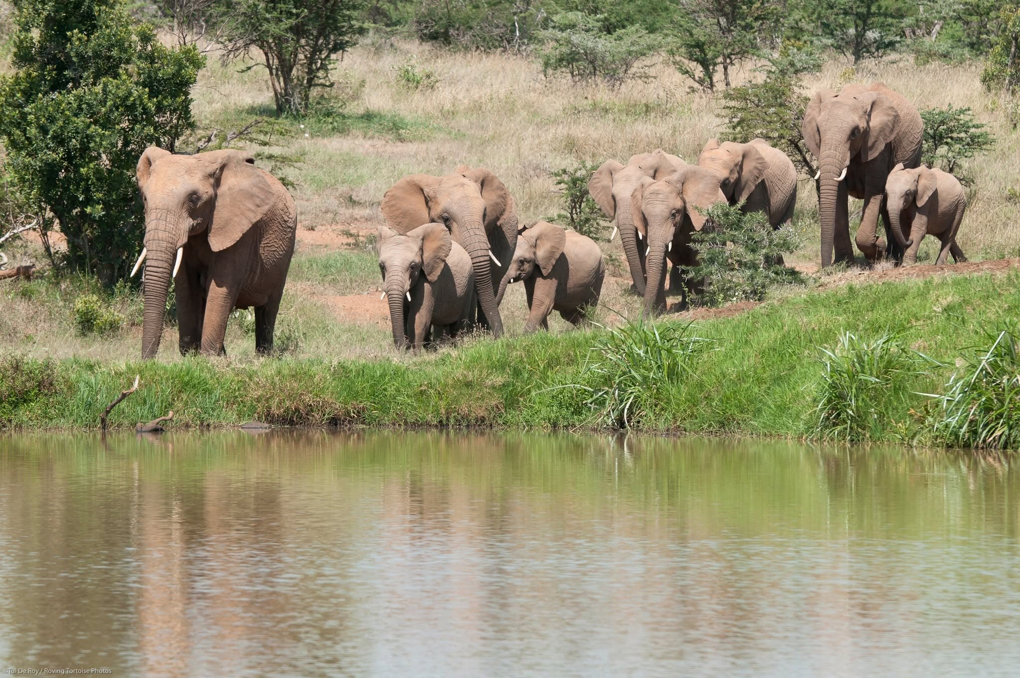 Amboseli, Kenya