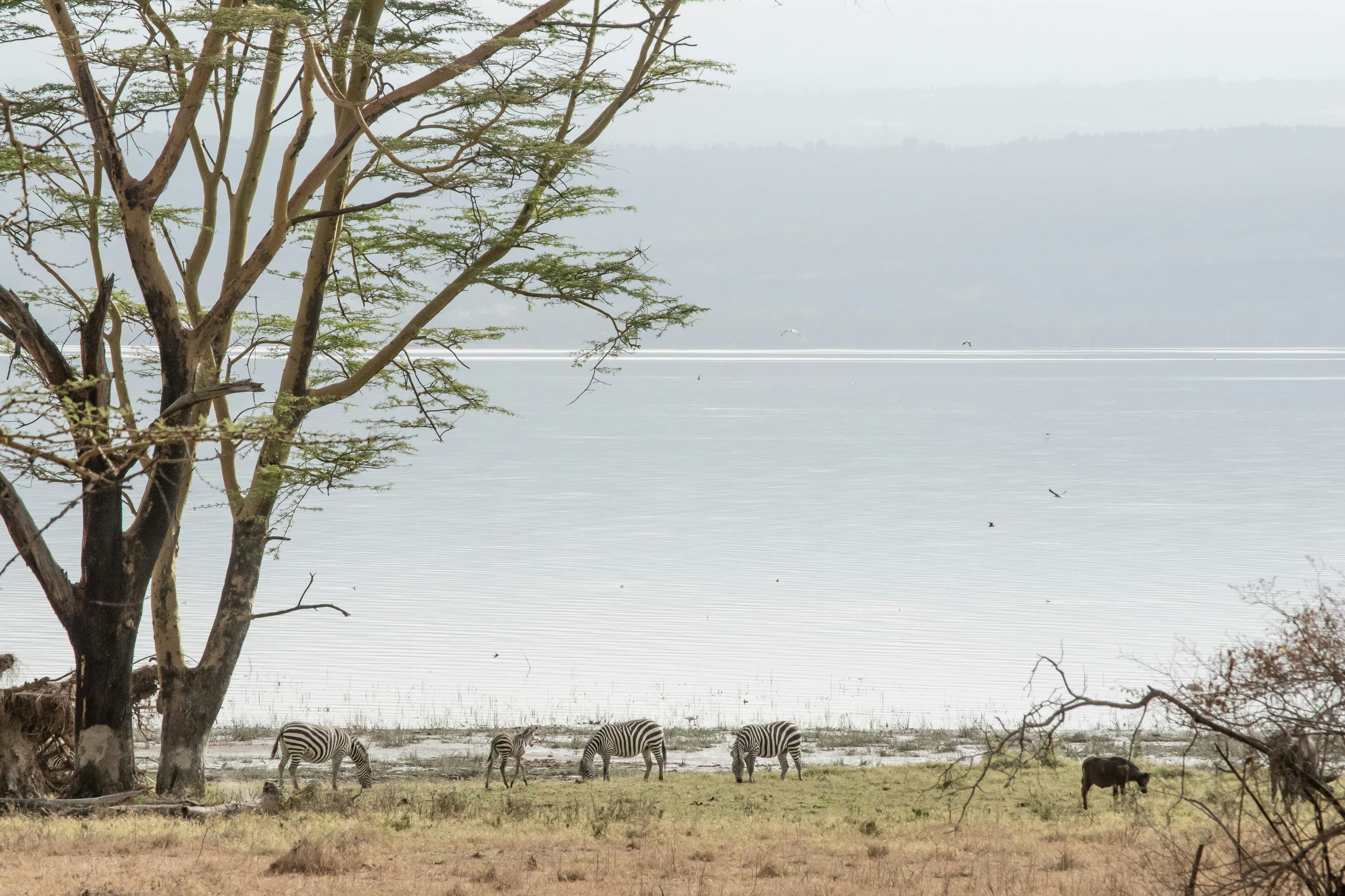 Lake Nakuru, Kenya