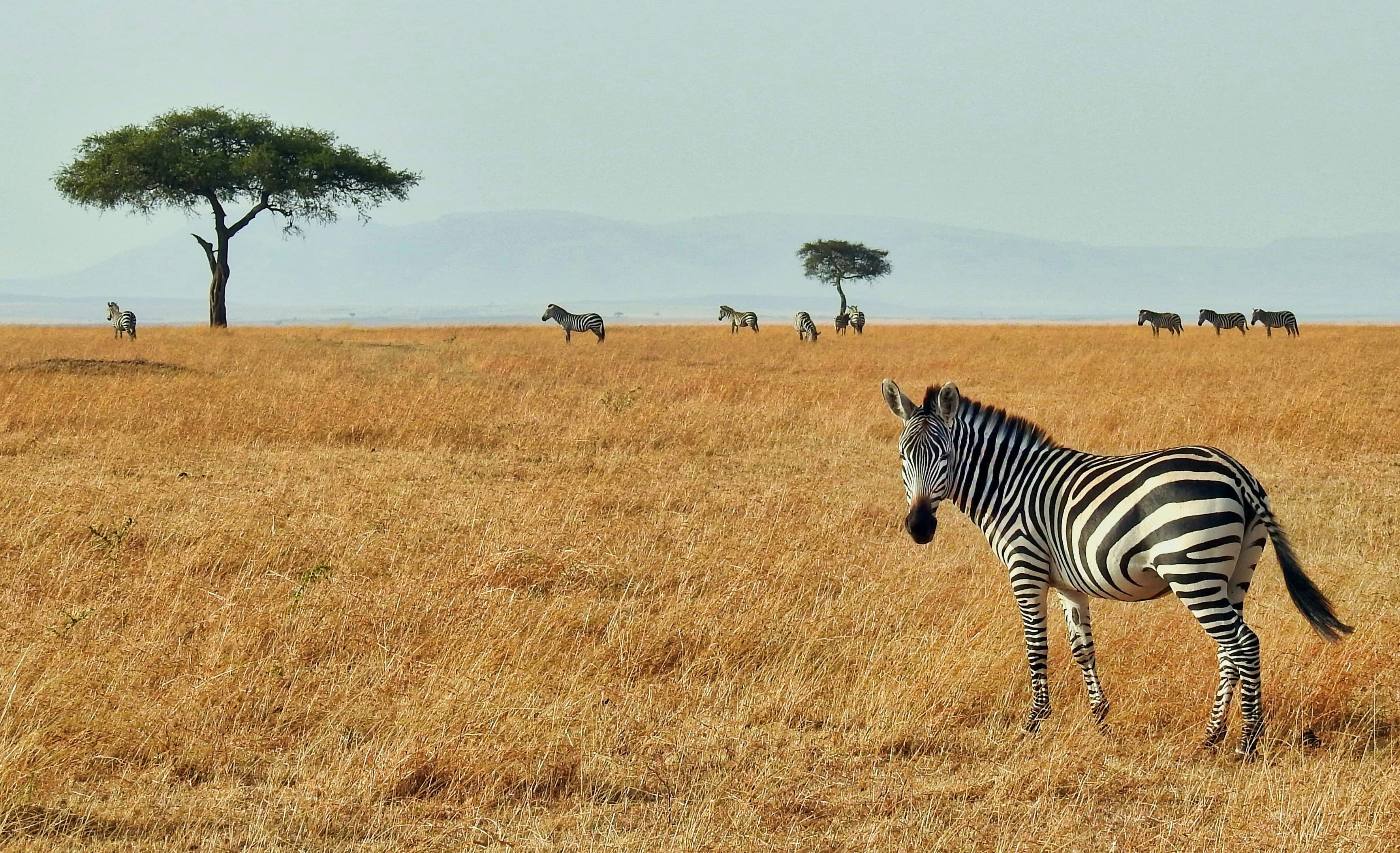 Masai Mara Escape — Kenya safari