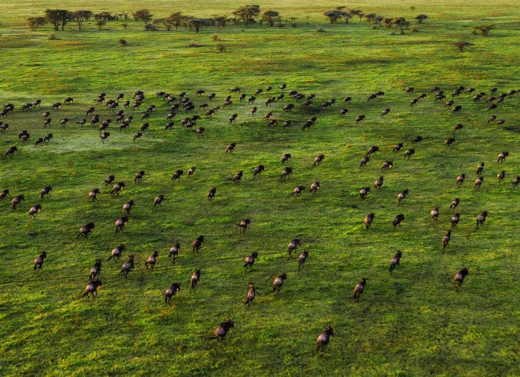 Serengeti, Tanzania