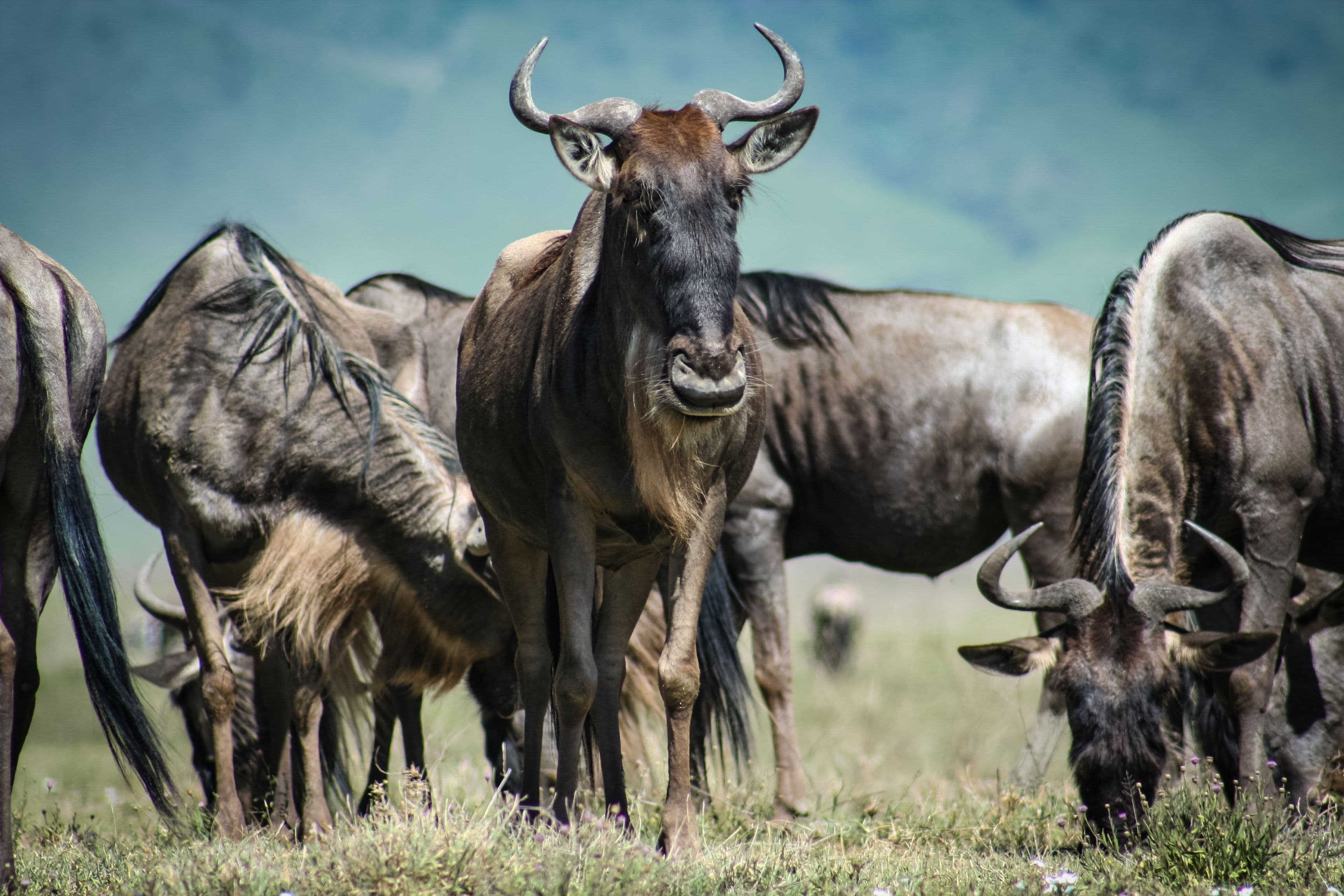 Great Rift & Mara — Kenya safari