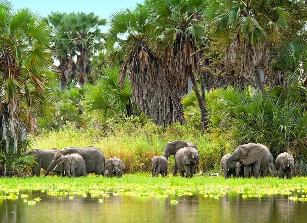 Selous / Nyerere, Tanzania