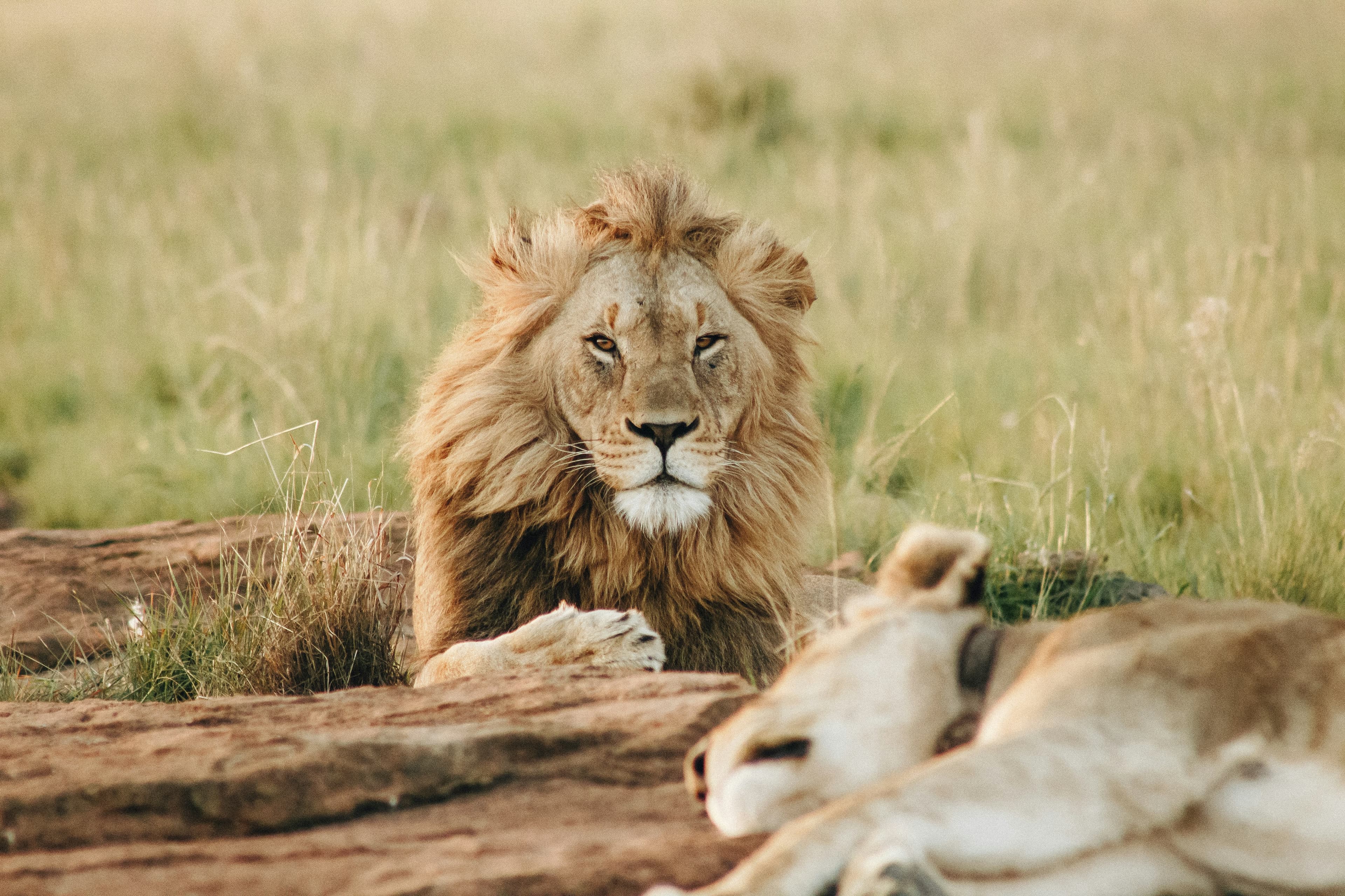 Tanzania & Zanzibar Promotional Safari Packages